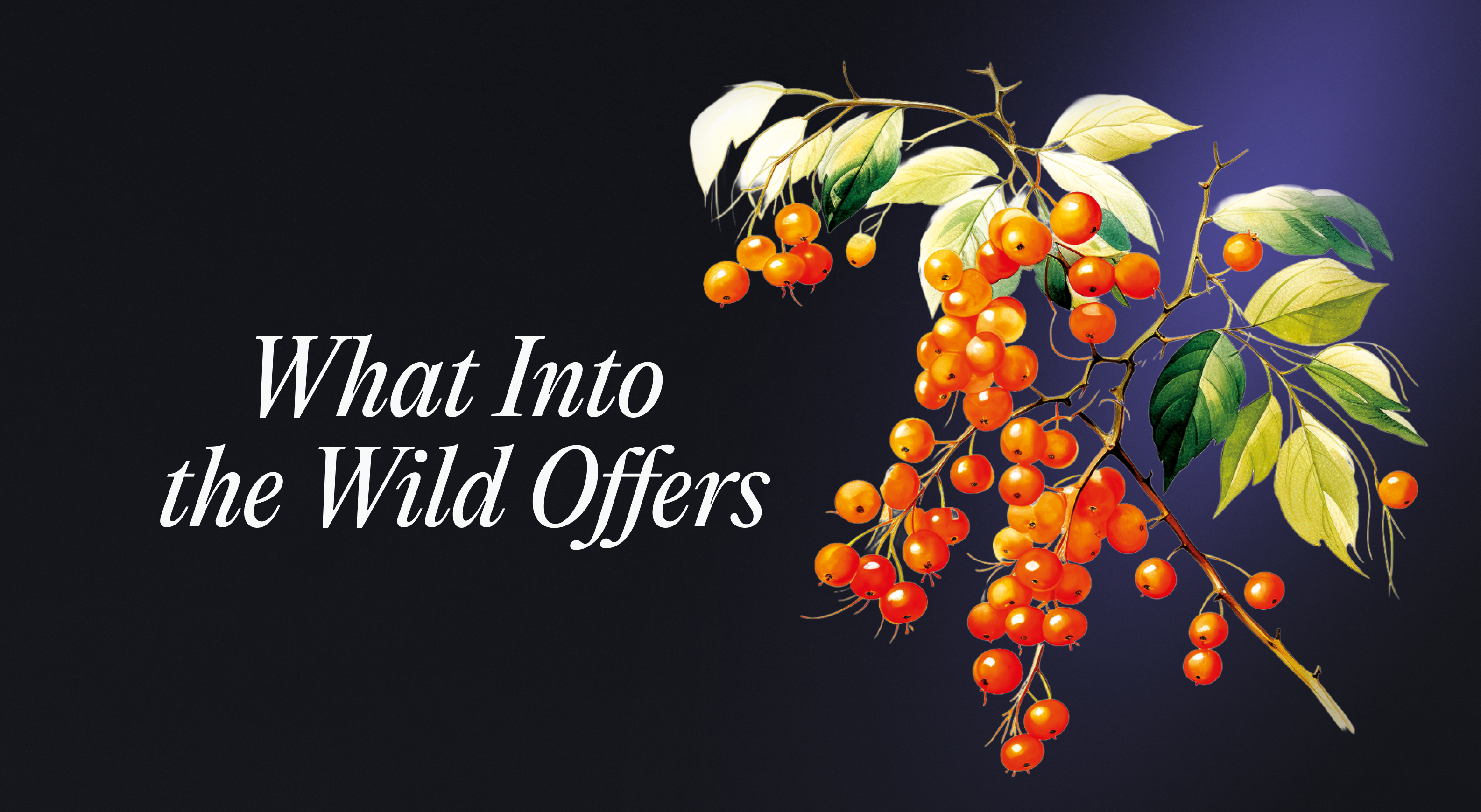 What Into the Wild Offers
